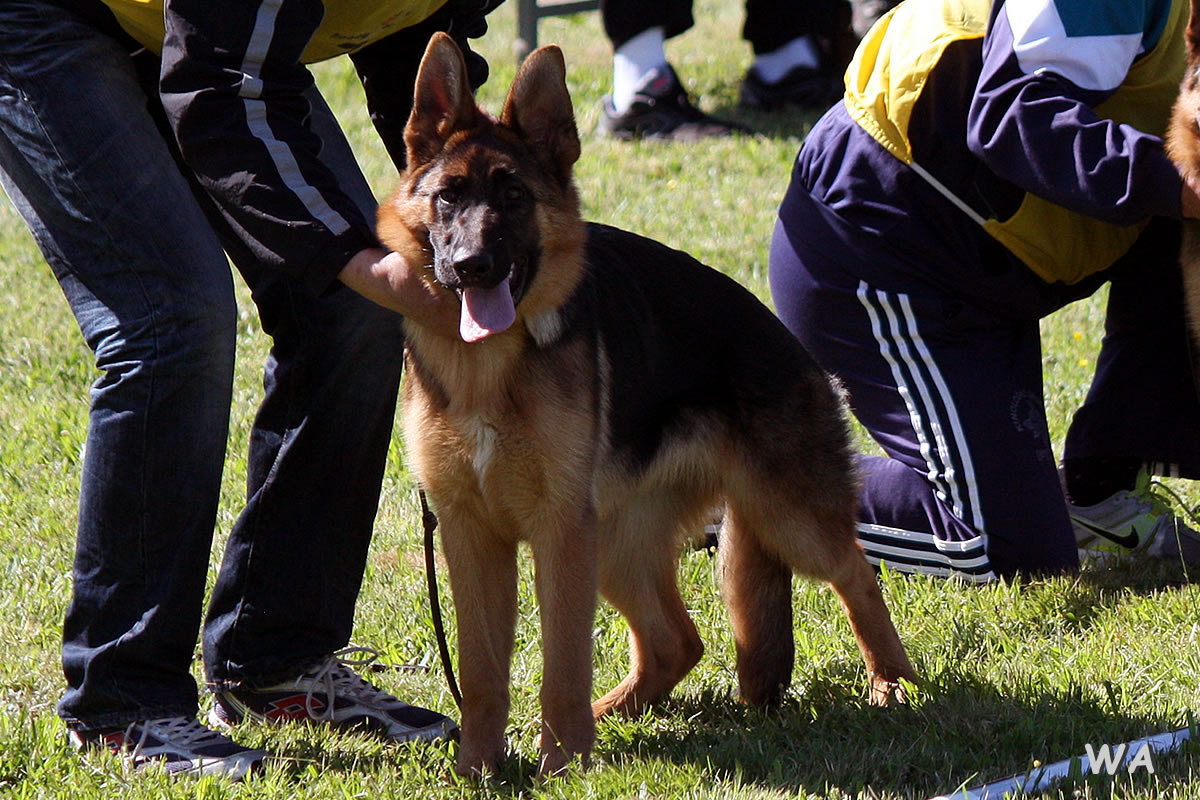 Pino